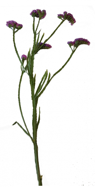 Trockenblumen 3x Statice Lila