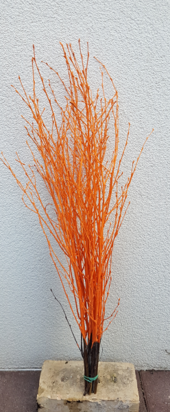 Trockenblumen - Birke - Orange