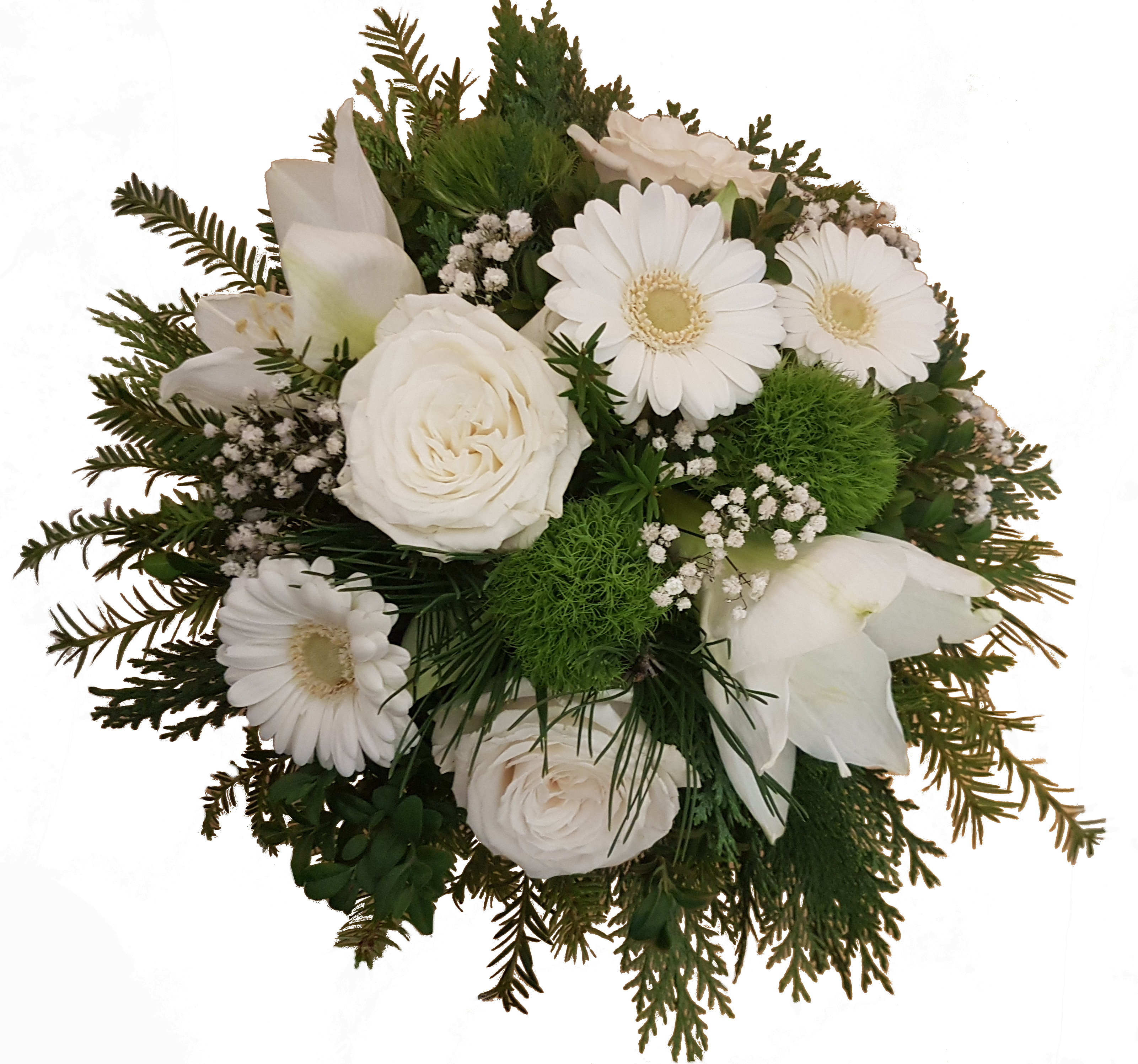 Blumenversand mit Tannengrün und Gratis Grußkarte Deutschlandweit versenden weiße Amaryllis Mt.Blanc Blumenstrauß 5 Stück im Bund 