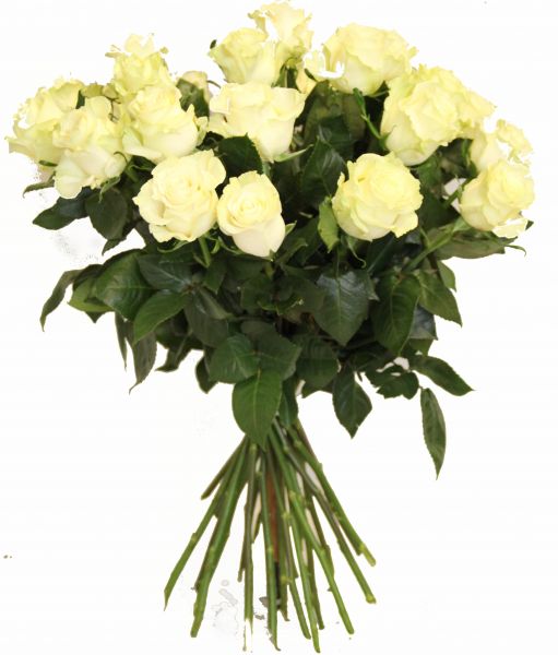 Weiße Rosen, Super Qualität, Sorte Montreal , Große Köpfe