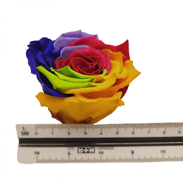 Rosen Infinity - Blumengruß - Rainbow - Geschenk