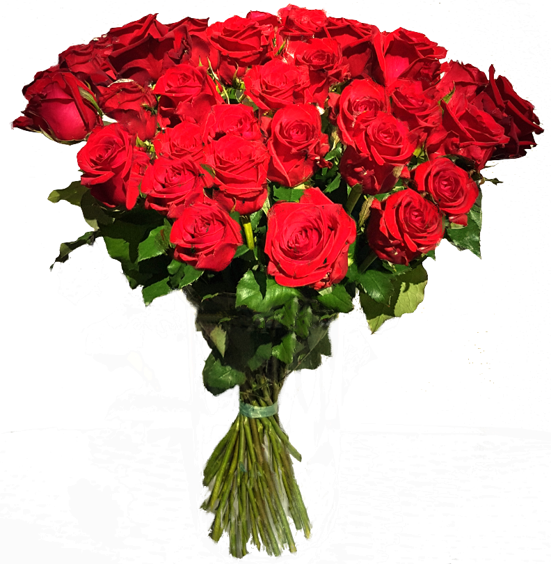 30 Rote Rosen Langstielig 50cm