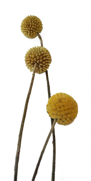 Trockenblumen 20x Craspedias