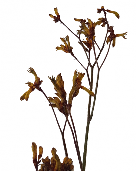 Trockenblumen 3x Anigozanthos